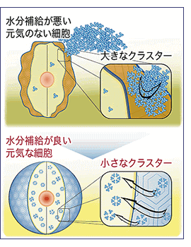 VIVOの特徴比較